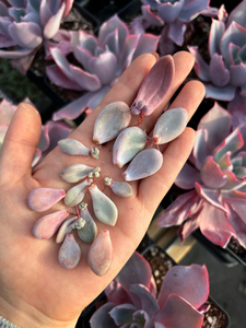 Rare Succulent - 10 x Graptopetalum/Pachyphytum/Stone/Pebbles  Leaves