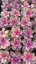 Load and play video in Gallery viewer, Echeveria Rainbow - April Farm/Rare Succulents