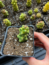 Load image into Gallery viewer, Euphorbia RichEye Gold - April Farm/Rare Succulents
