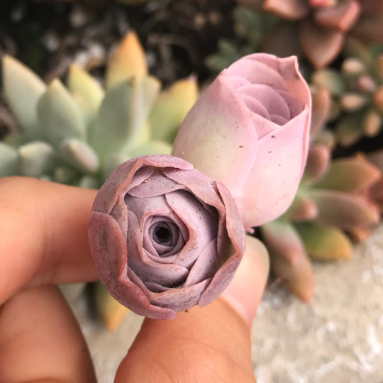 pink mountain rose succulent Aeonium Aurea ex El Hierro 'Pink Mountain Rose' Greenovia(green in winter and pink in summer)