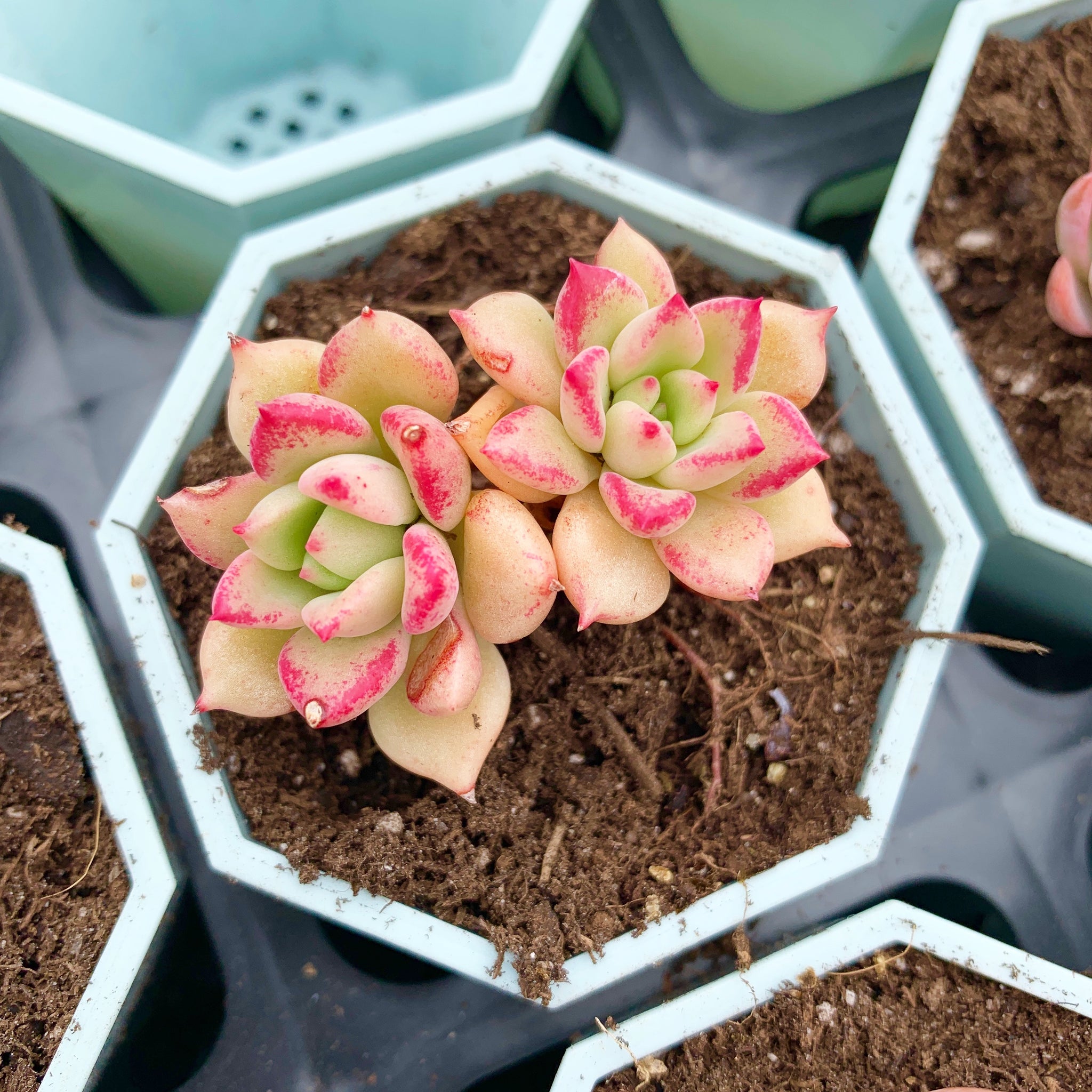 succulents echeveria Echeveria Arze