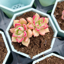 Load image into Gallery viewer, Echeveria Arze double heads(green in summer) - April Farm/Rare Succulents