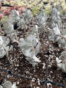 Kalanchoe rhombopilosa - April Farm/Rare Succulents
