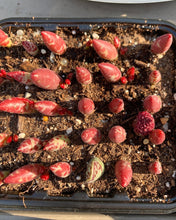 Load image into Gallery viewer, 10 x Adromischus Leaves - April Farm/Rare Succulents