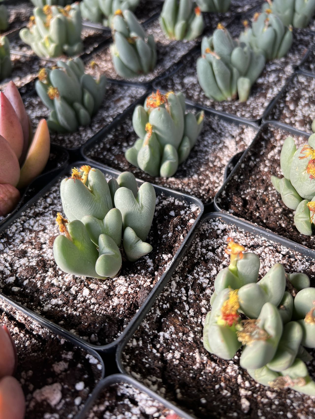 splitting a succulent Conophytum Bilobum(splitting)