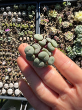 Load image into Gallery viewer, Rare Succulent - Conophytum Cake