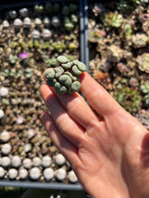 Load image into Gallery viewer, Rare Succulent - Conophytum Cake