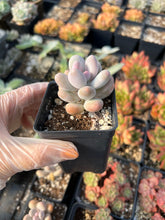 Load image into Gallery viewer, Pachyphytum Cheese - April Farm/Rare Succulents