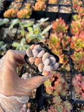 Load image into Gallery viewer, Pachyphytum Cheese - April Farm/Rare Succulents