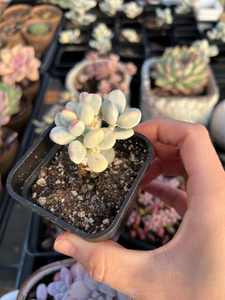 Rounded cotyledon orbiculata varigated small cluster - April Farm/Rare Succulents