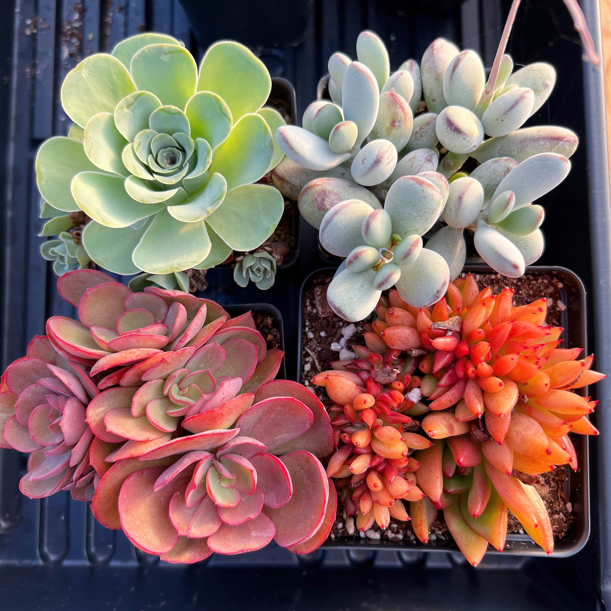 succulents box subscription Succulents Subscription Box – April Farm