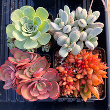 Load image into Gallery viewer, Succulents Subscription Box