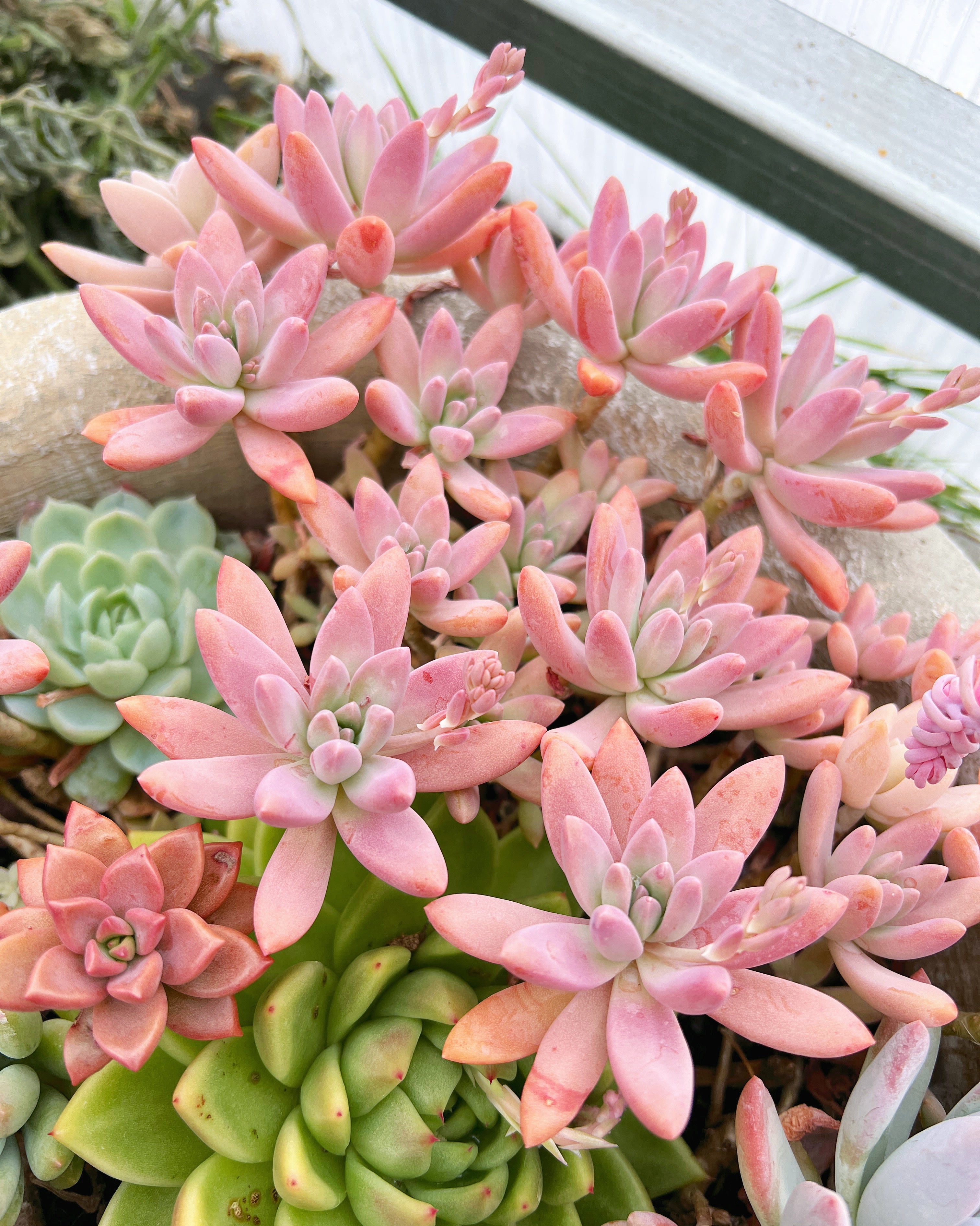 succulent graptosedum Graptosedum “ Francesco Baldi” cutting