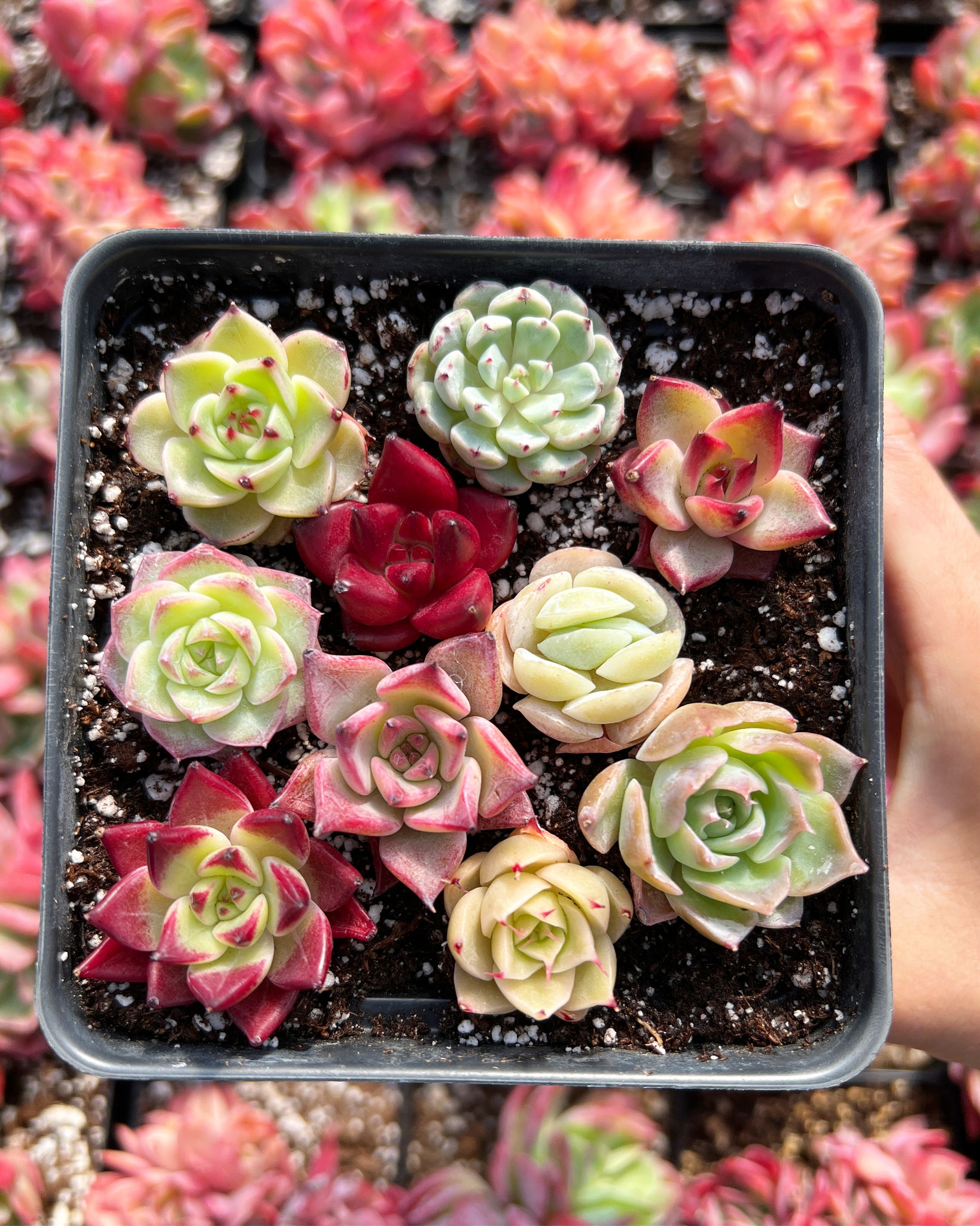 rare succulent cuttings Baby succulent/cactus cuttings
