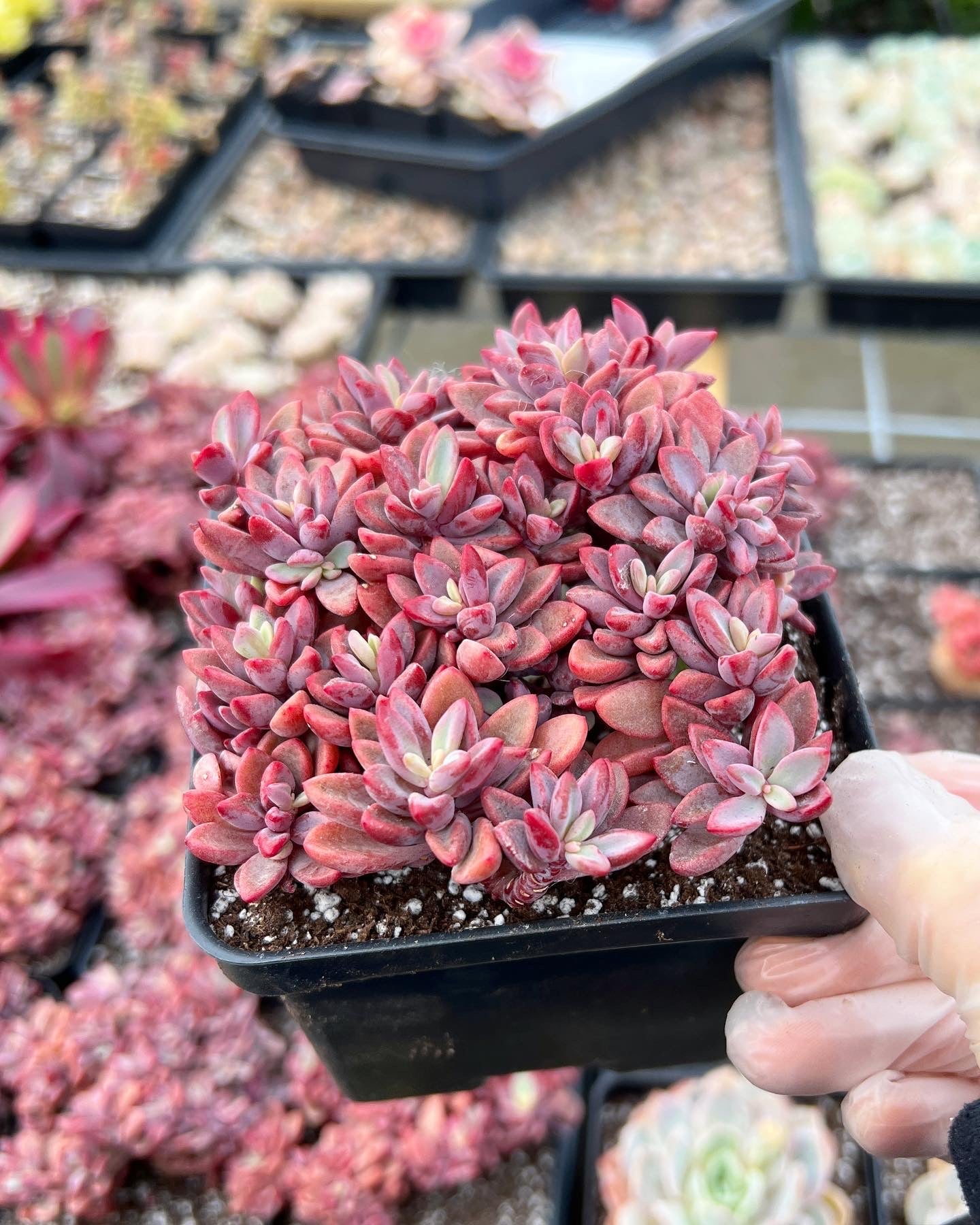 succulent plant with pink leaves Echeveria Rezry Pink Family (cluster may fall apart)