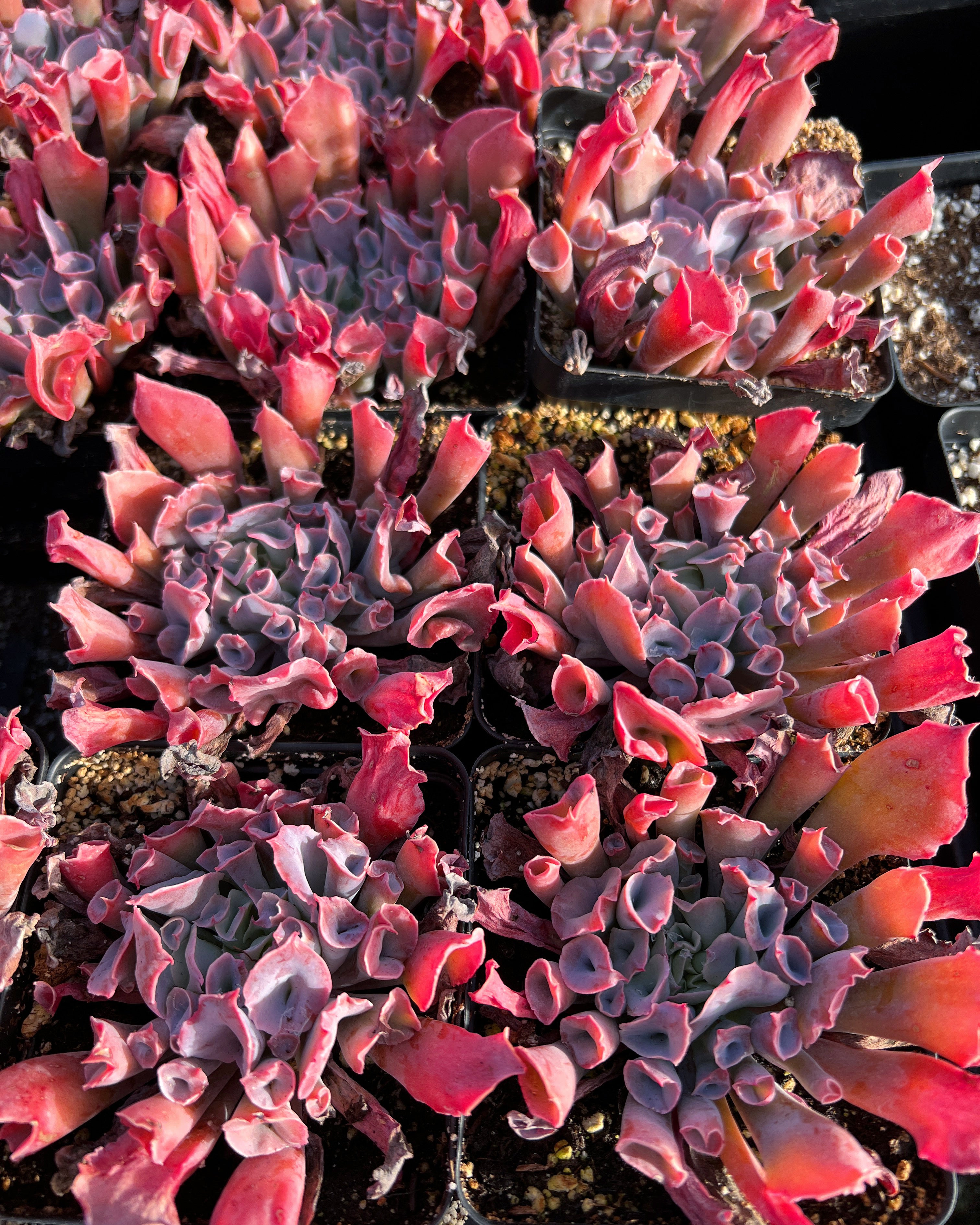 trumpet pinky succulent Echeveria Trumpet Pinky