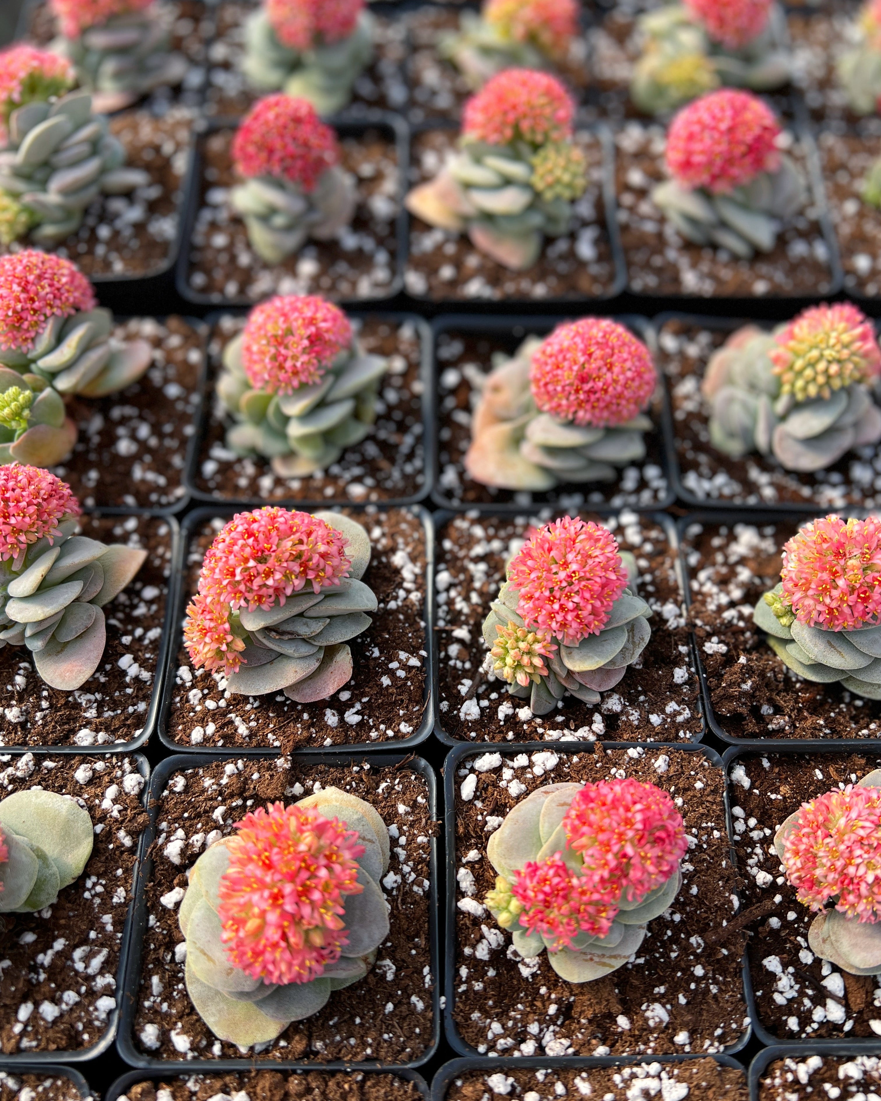 morgan succulent Crassula Morgan's Beauty