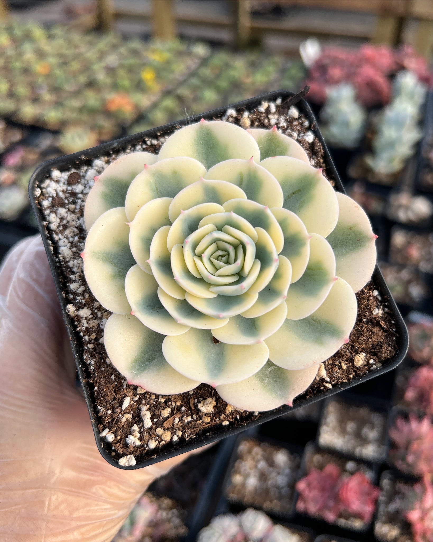 april farm succulents Echeveria Lenore Dean (CC)