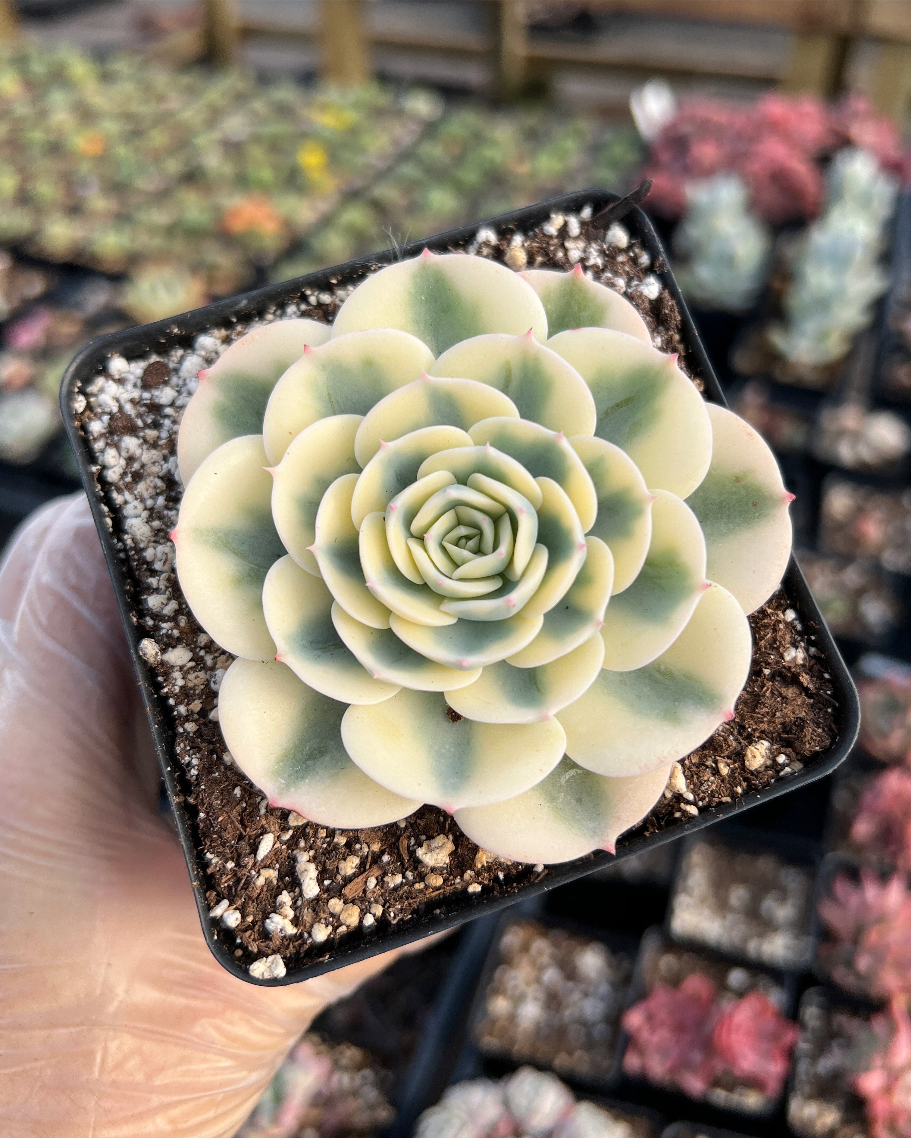 echeveria cheyenne succulent Echeveria Lenore Dean (CC)