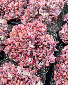 Echeveria Rezry Pink Family (cluster may fall apart) - April Farm/Rare Succulents