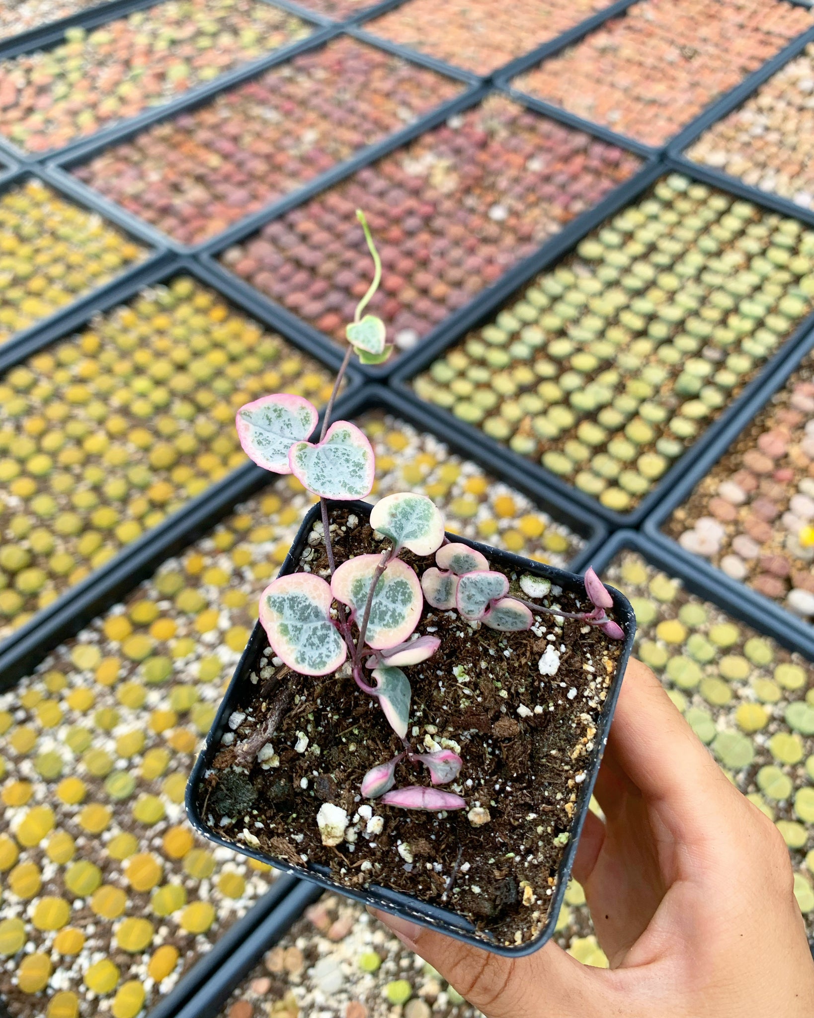 succulents string of hearts Ceropegia Woodii Variegata "String of Hearts Variegated" VSOH