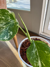 Load image into Gallery viewer, Variegated Monstera Albo - April Farm/Rare Succulents