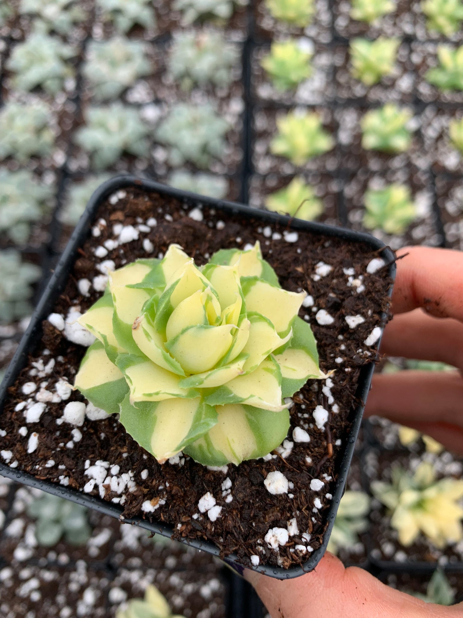 Agave potatorum verschaffeltii variegated - April Farm/Rare Succulents