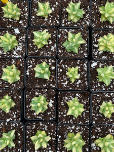 Agave potatorum verschaffeltii variegated - April Farm/Rare Succulents