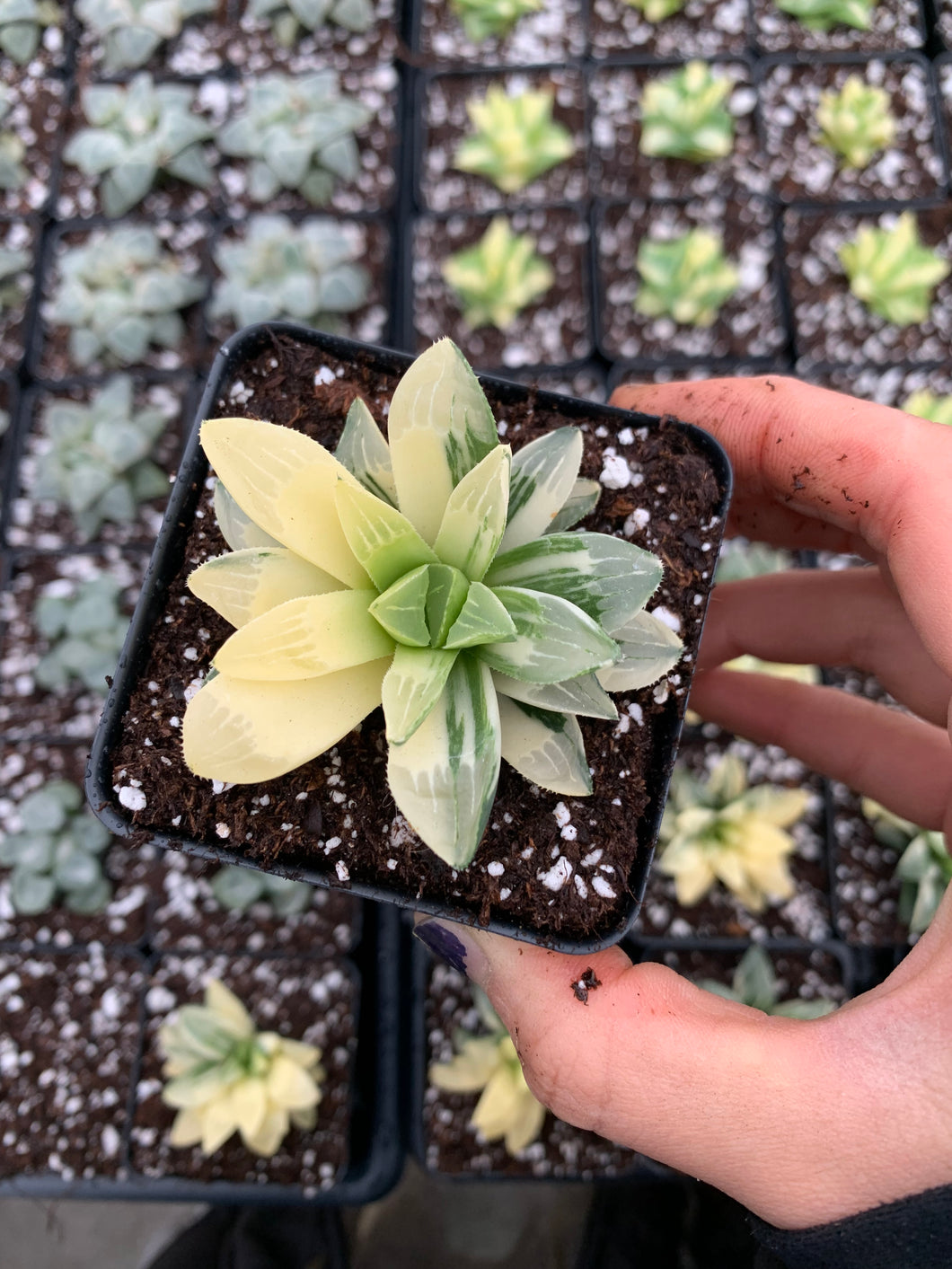 hiawatha succulent Haworthia Retusa Variegated
