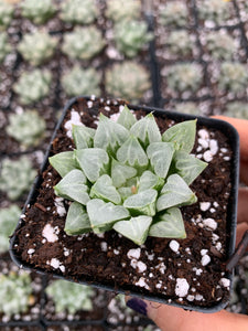 Haworthia Retusa "Hearts"  - April Farm/Rare Succulents