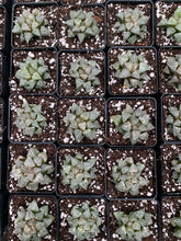 Load image into Gallery viewer, Haworthia pygmaea &quot;Snow View&quot; - April Farm/Rare Succulents