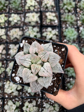 Load image into Gallery viewer, Haworthia pygmaea &#39;Powder Snow&#39; - April Farm/Rare Succulents
