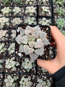 Haworthia pygmaea 'Powder Snow' - April Farm/Rare Succulents