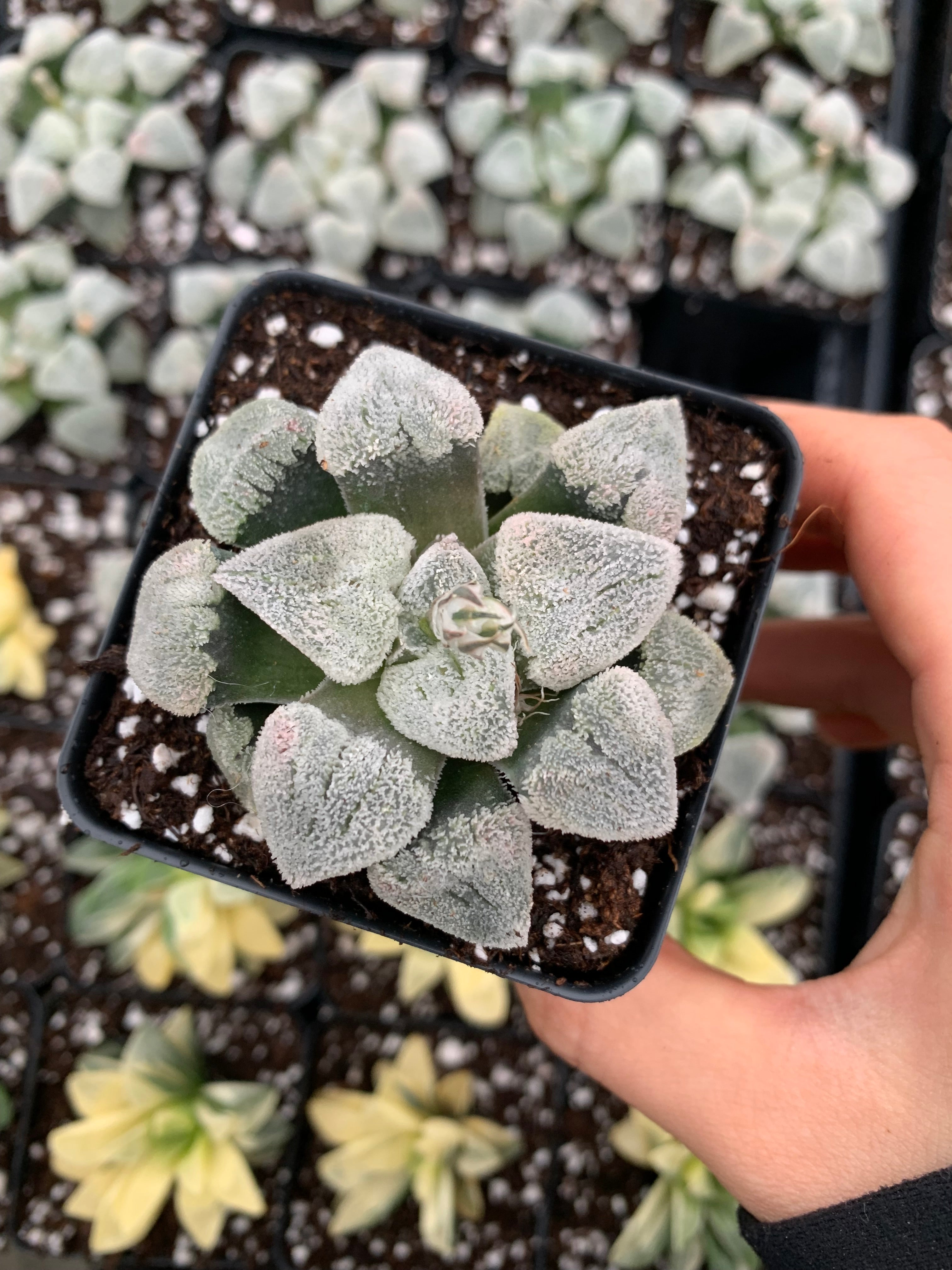 Haworthia pygmaea 