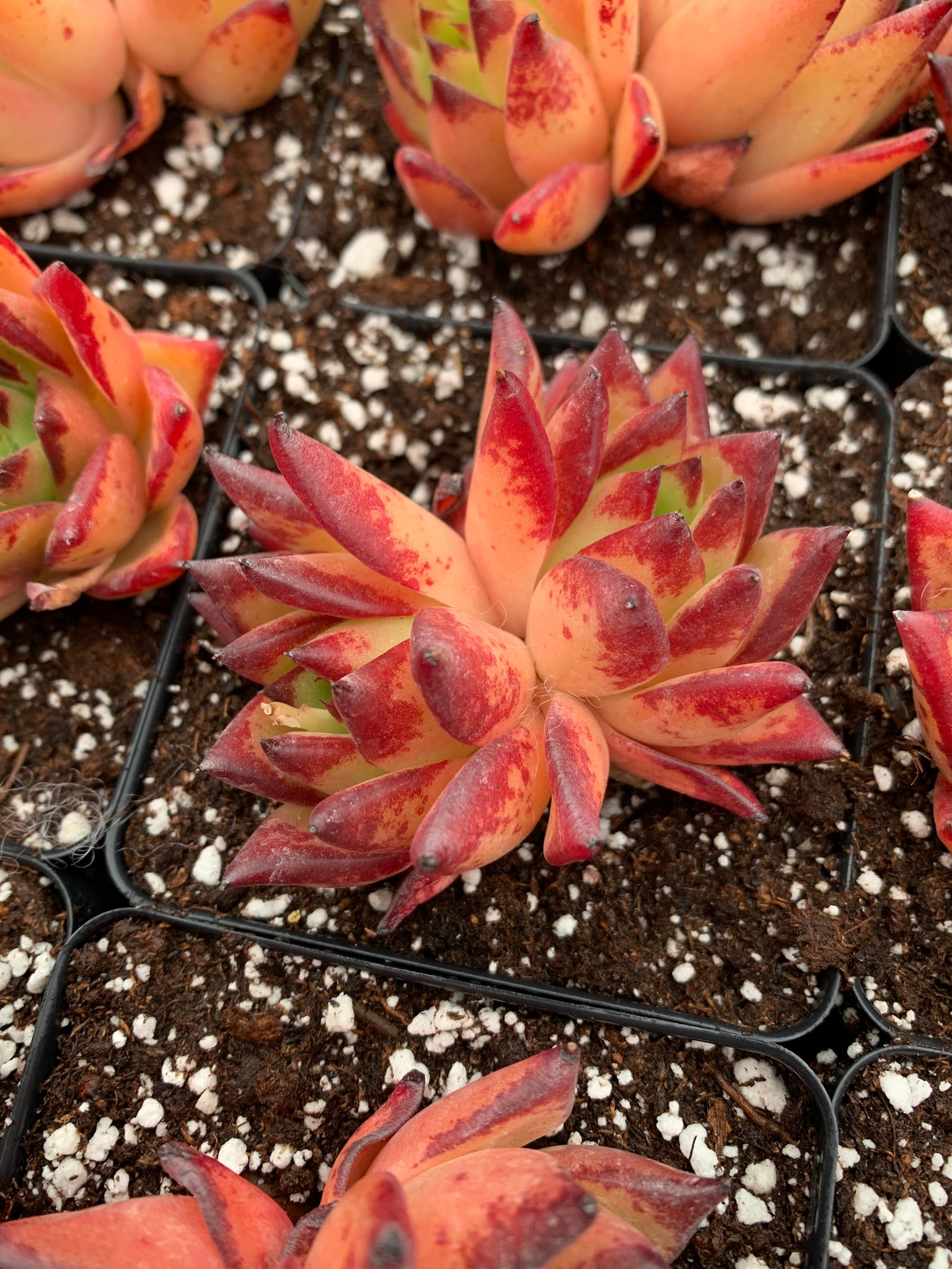black and orange succulent Echeveria agavoides Orange Ebony