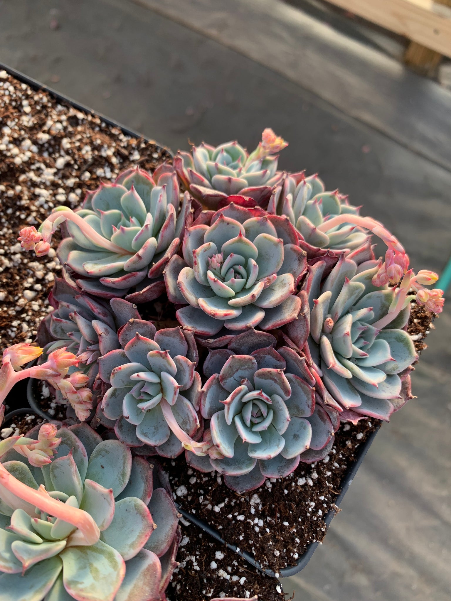 buy rare succulent plants Echeveria Laulensis