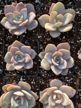 Load image into Gallery viewer, Echeveria Lauii hybrids &quot;Pink Tea&quot; - April Farm/Rare Succulent