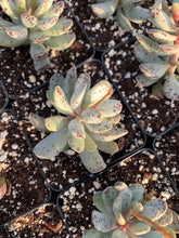 Load image into Gallery viewer, Adromischus Marianiae &#39;strawberry cake&#39;- April Farm/Rare Succulents