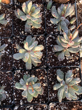 Load image into Gallery viewer, Adromischus Marianiae &#39;strawberry cake&#39;- April Farm/Rare Succulents