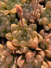 Load image into Gallery viewer, Haworthia Obtuse cv. &#39;Amber’ - April Farm/Rare Succulents