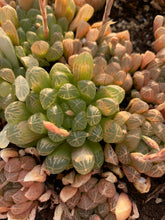 Load image into Gallery viewer, Haworthia Obtuse cv. &#39;Amber’ - April Farm/Rare Succulents