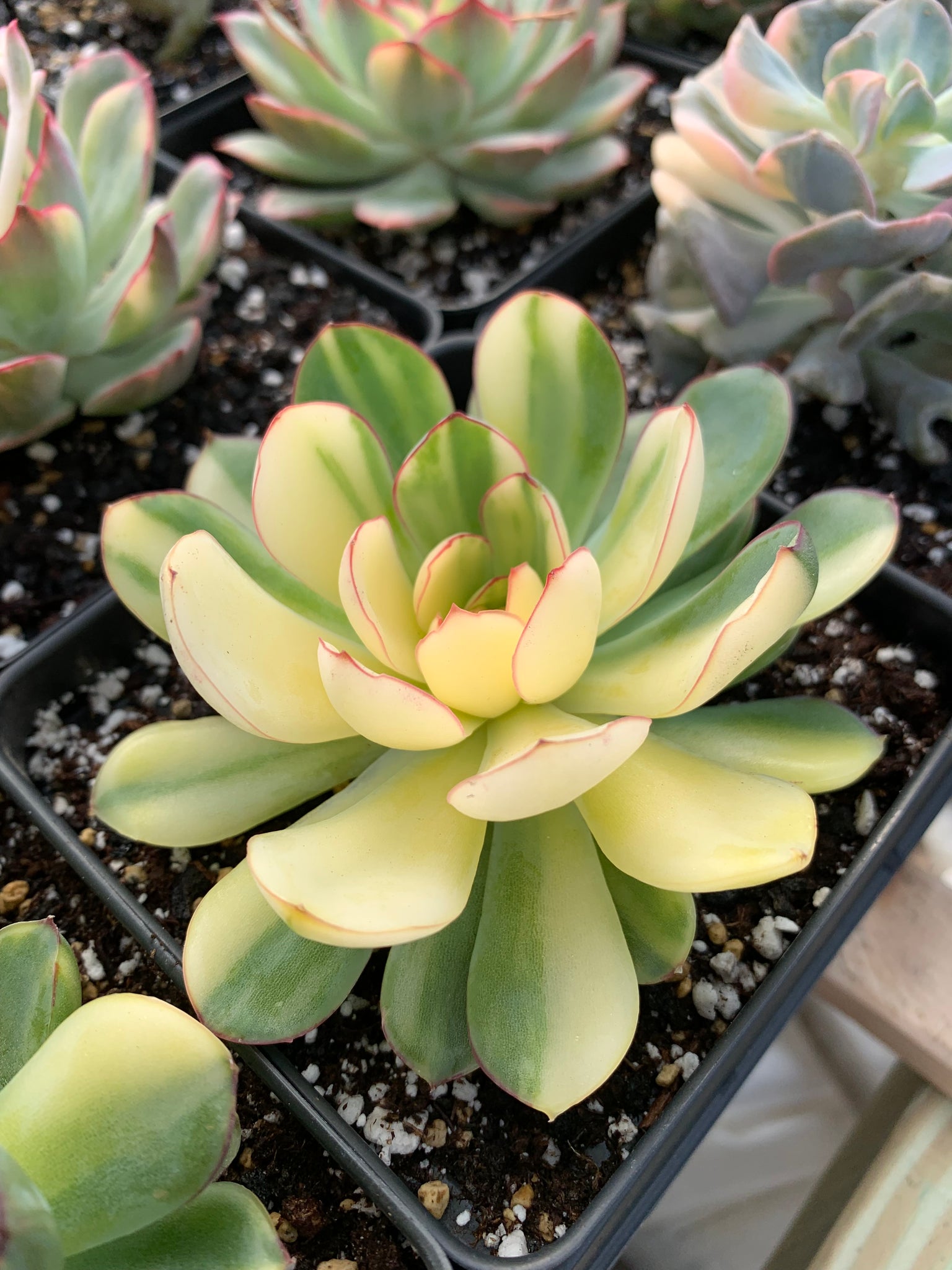 echeveria pulidonis succulent Echeveria pulidonis variegated