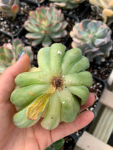 Load image into Gallery viewer, Echeveria pulidonis variegated - April Farm/Rare Succulents