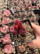 Load image into Gallery viewer, Adromischus marianae v.herrei - April Farm/Rare Succulents