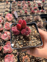 Load image into Gallery viewer, Adromischus marianae v.herrei - April Farm/Rare Succulents