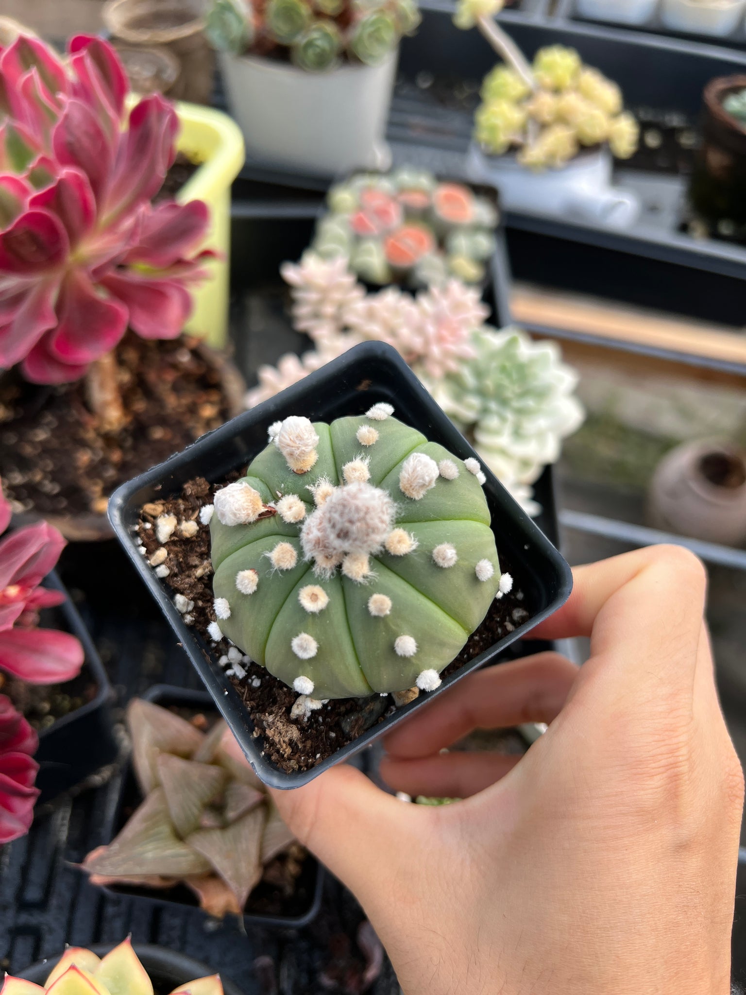 astrophytum succulent Astrophytum Myriostigma
