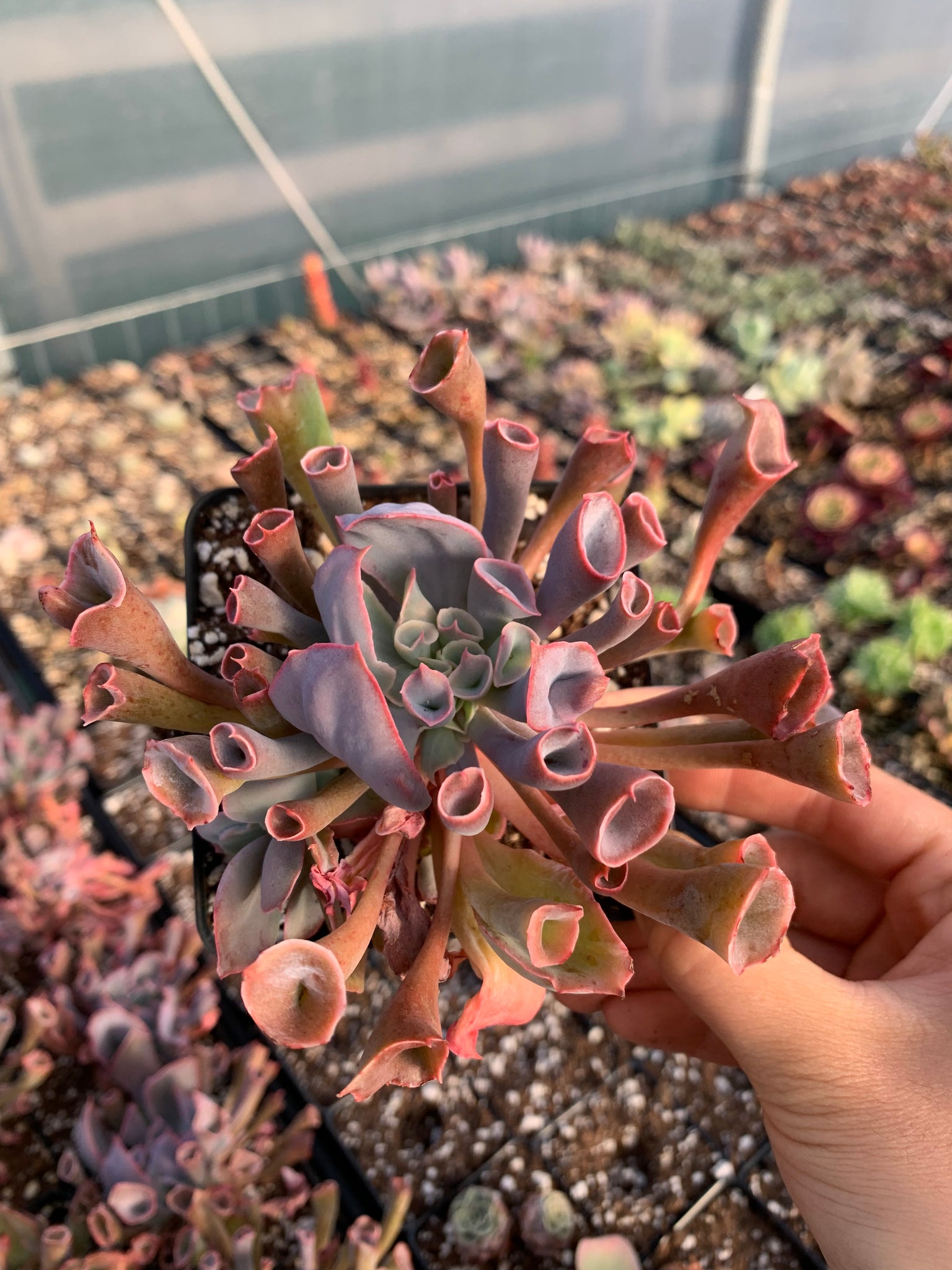 succulent trumpet Echeveria Trumpet Pinky