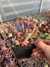 Load image into Gallery viewer, Echeveria Trumpet Pinky - April Farm/Rare Succulents