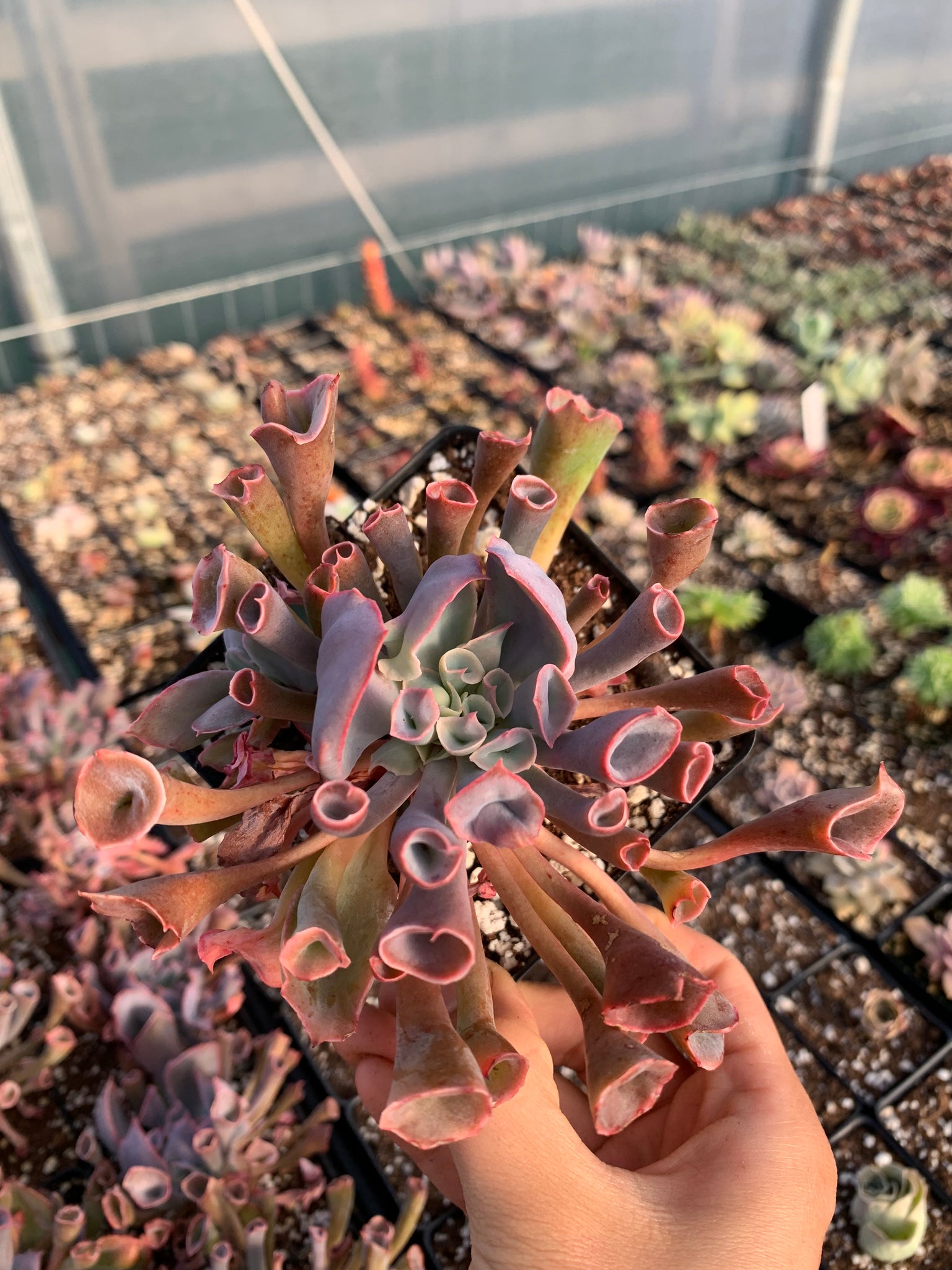 trumpet pinky succulent Echeveria Trumpet Pinky