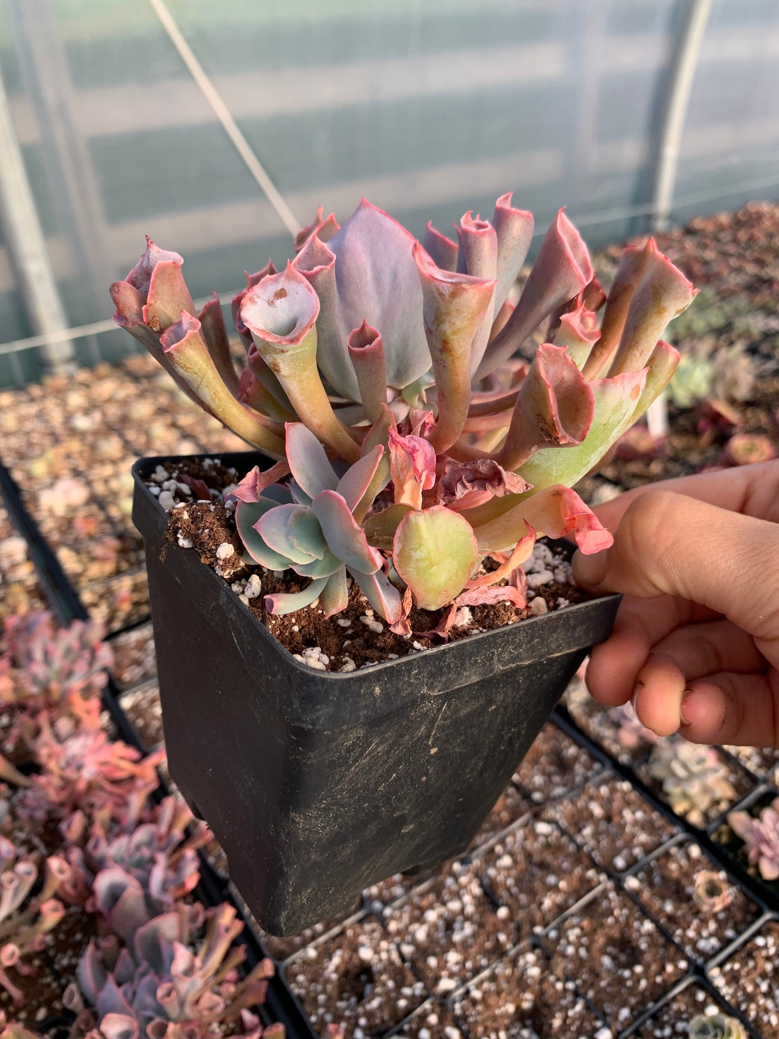 succulent trumpet plant Echeveria Trumpet Pinky